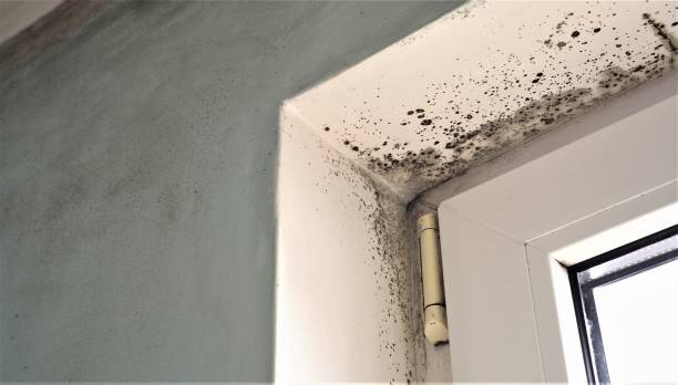 Professional Mold Removal in Hahira, GA