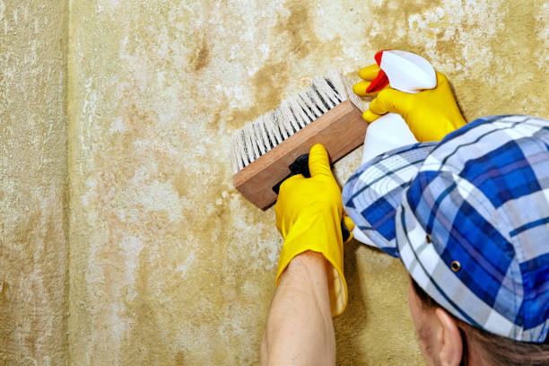 Best Post-Construction Mold Inspection  in Hahira, GA