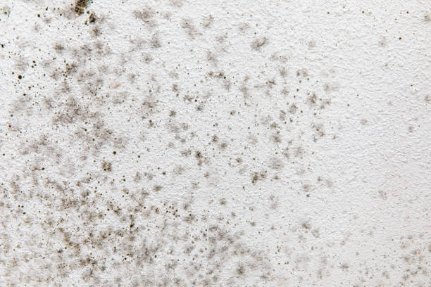 Mold Remediation for Vacation Homes in Hahira, GA
