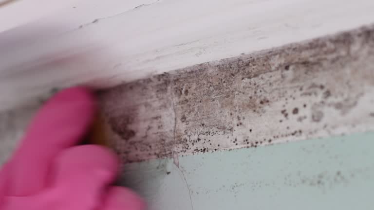 Best Commercial Mold Inspection  in Hahira, GA